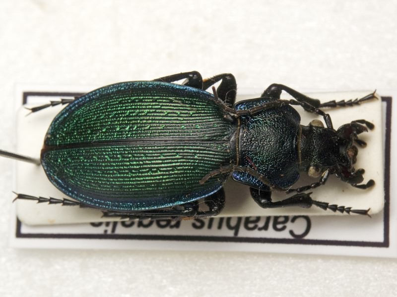 Carabus regalis Fischer von Waldheim, 1822